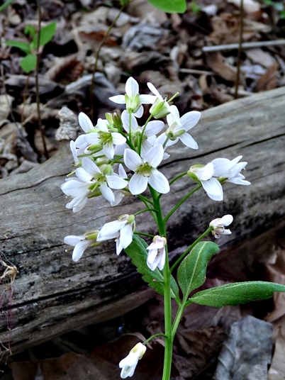 {Cardamine diphylla}